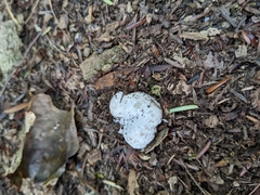 Entoloma abortivum