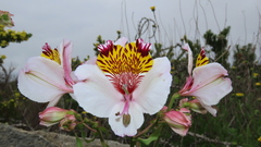 Alstroemeria