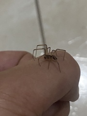Araneomorphae