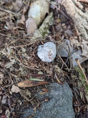 Entoloma abortivum