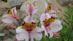 Alstroemeria