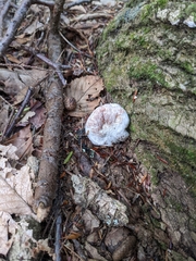 Entoloma abortivum