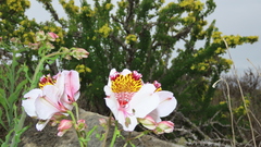 Alstroemeria