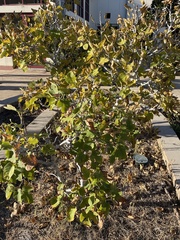Ficus carica