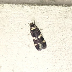 Oegoconia novimundi