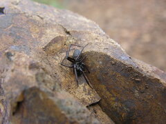 Steatoda albomaculata