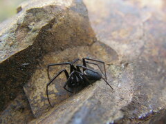 Steatoda albomaculata