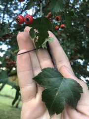 Crataegus phaenopyrum
