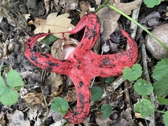 Clathrus archeri