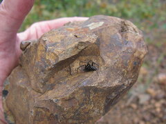 Steatoda albomaculata