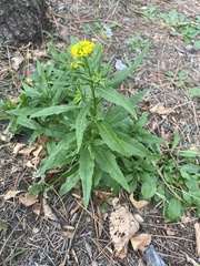 Erysimum cheiranthoides