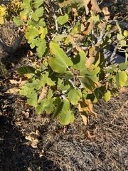 Ficus carica