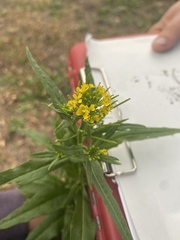 Erysimum cheiranthoides