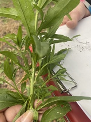 Erysimum cheiranthoides