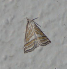 Leptosteges parthenialis