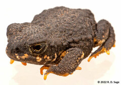 Rhinella spinulosa