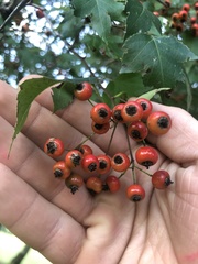 Crataegus phaenopyrum