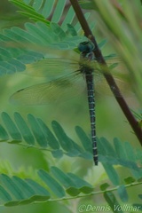 Coryphaeschna ingens
