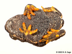 Rhinella spinulosa