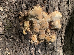 Ischnoderma resinosum