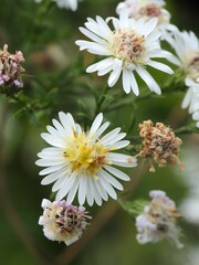 Symphyotrichum lanceolatum