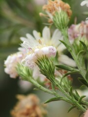 Symphyotrichum lanceolatum