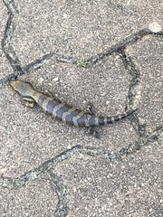 Tiliqua scincoides