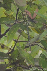 Coryphaeschna ingens