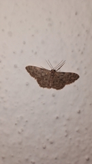 Idaea cervantaria