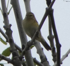 Phylloscopus collybita