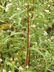 Symphyotrichum lanceolatum