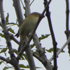 Phylloscopus collybita