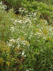 Symphyotrichum lanceolatum