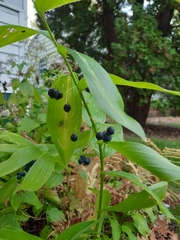 Polygonatum