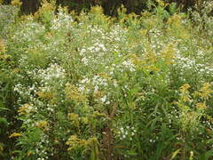 Symphyotrichum lanceolatum