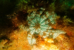 Coscinasterias muricata