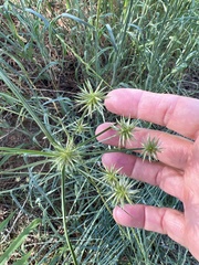 Cyperus lupulinus