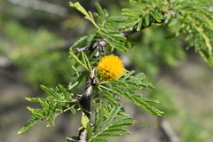 Vachellia astringens