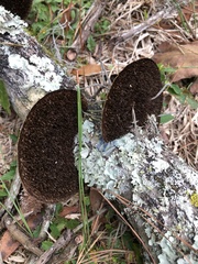 Hexagonia