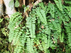 Adiantum philippense