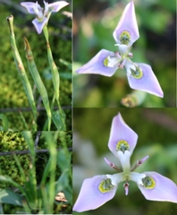 Moraea fergusoniae