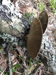 Hexagonia