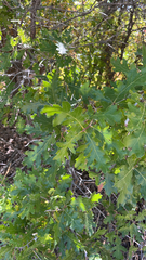 Quercus gambelii