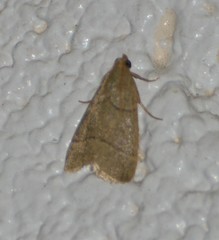 Hypsopygia nostralis