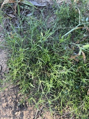 Erigeron divaricatus