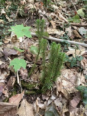 Lycopodiaceae