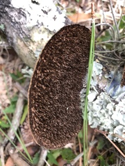 Hexagonia