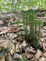 Lycopodiaceae