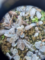 Atriplex buchananii