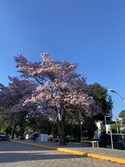 Tabebuia rosea